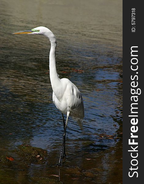 A great white egret searching for food