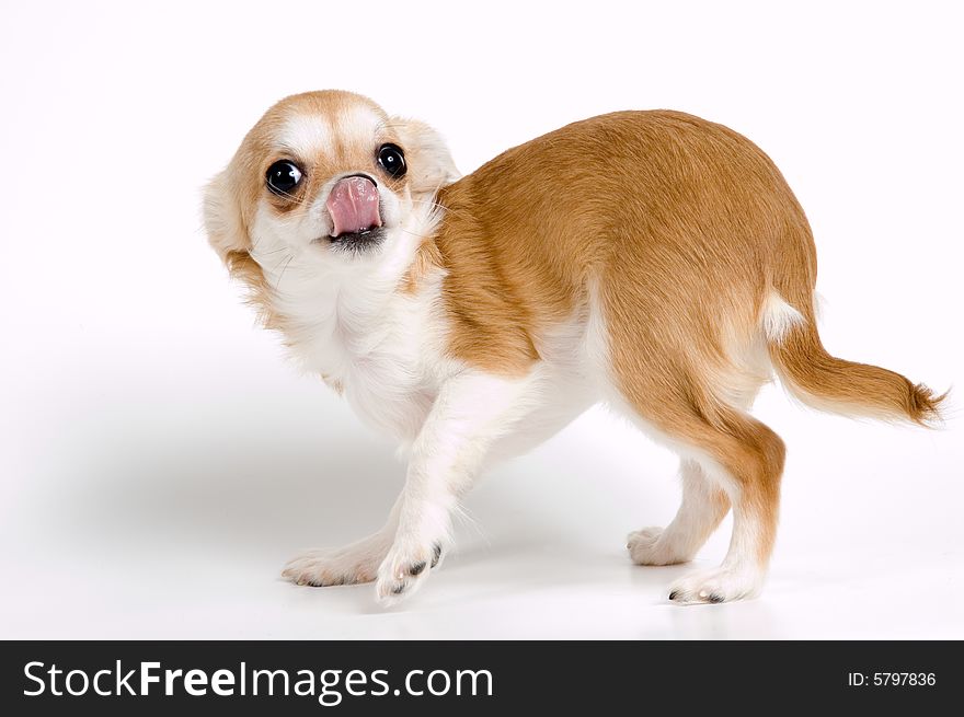 The puppy chihuahua in studio on a neutral background