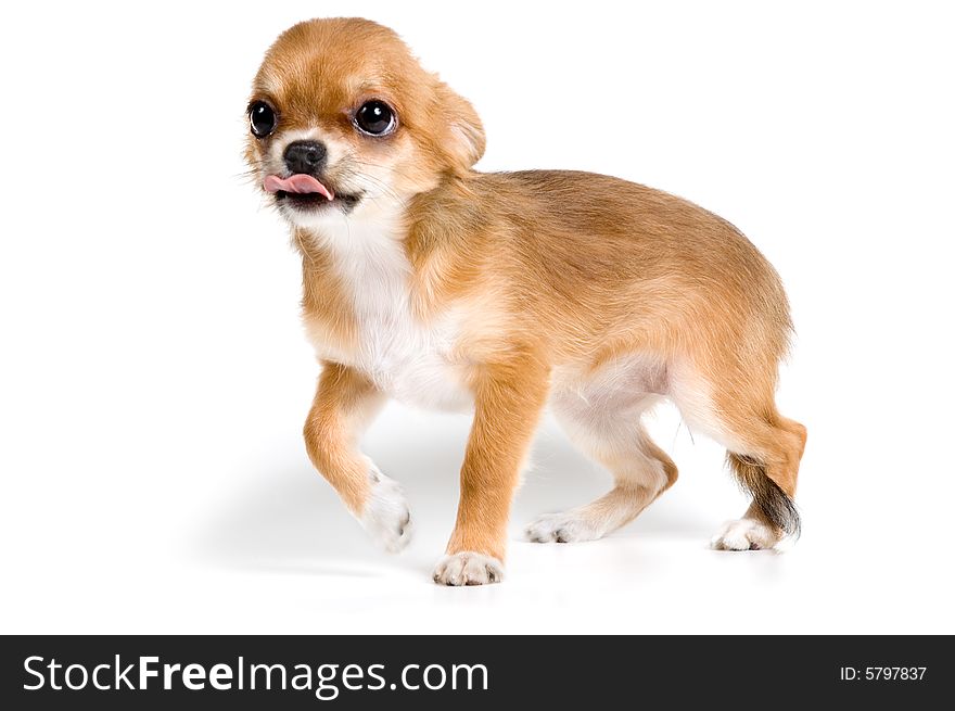 The puppy chihuahua in studio on a neutral background