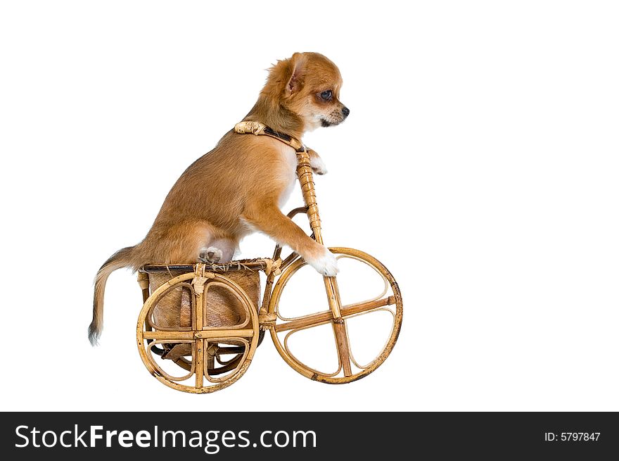 The puppy chihuahua on a bicycle in studio
