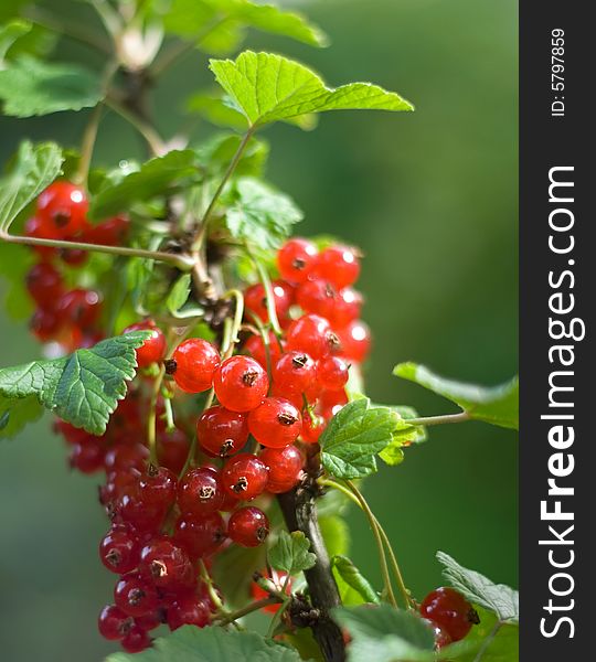 Red Currant Bush