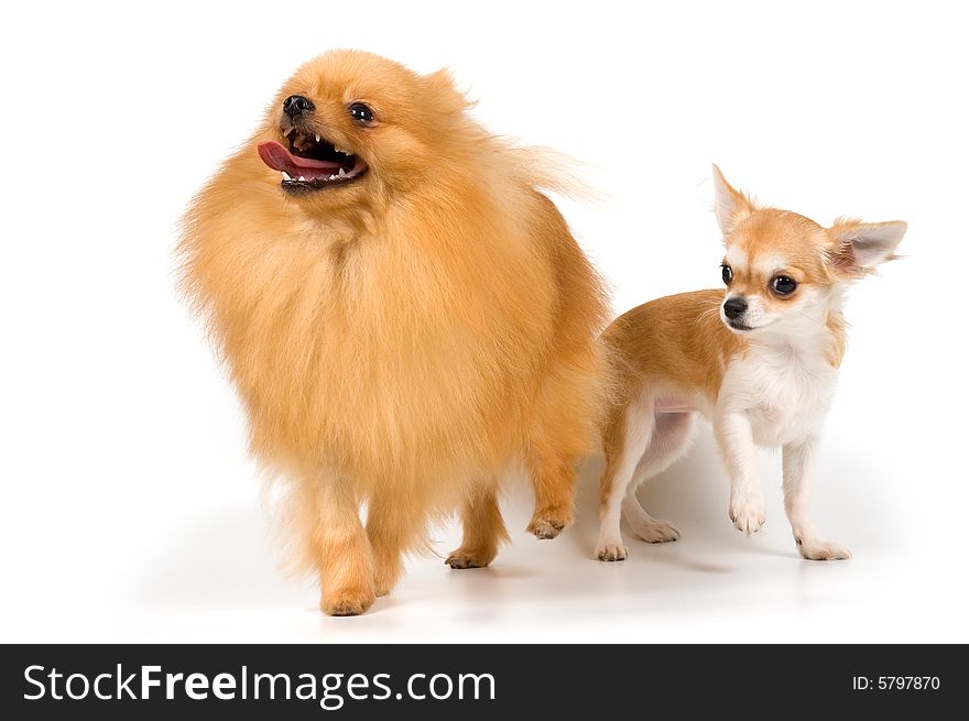 The puppy chihuahua and spitz-dog in studio on a neutral background