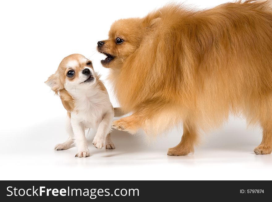 The puppy chihuahua and spitz-dog in studio on a neutral background