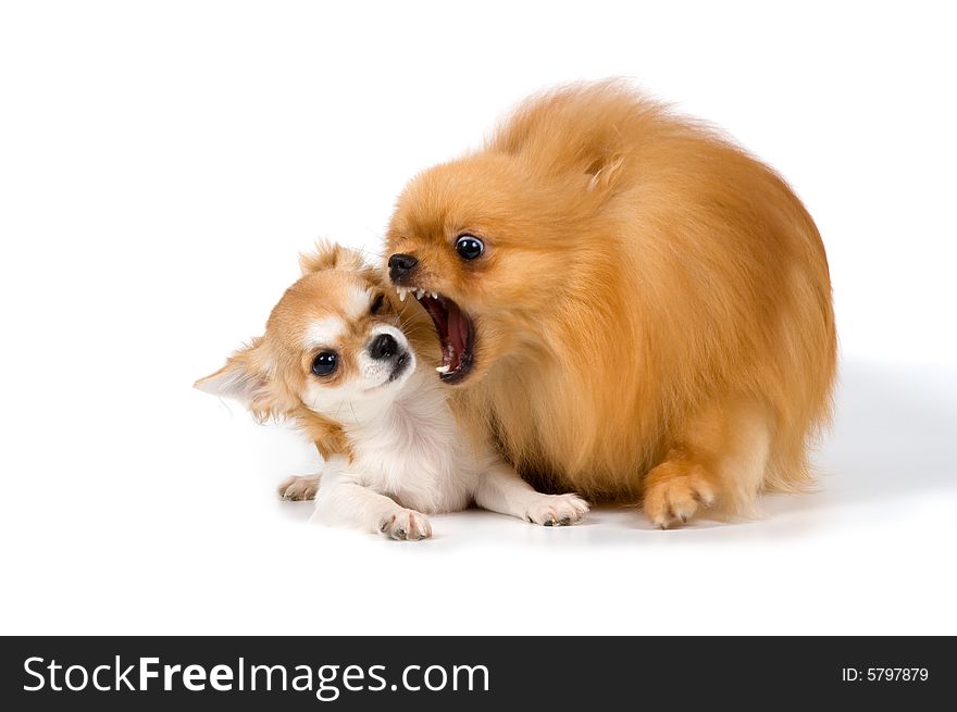 The puppy chihuahua and spitz-dog in studio on a neutral background