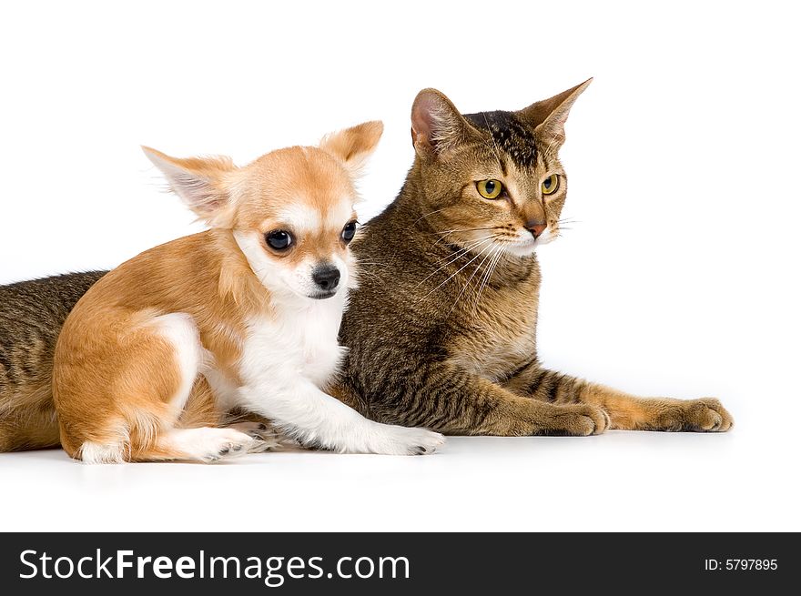 The puppy chihuahua and cat in studio on a neutral background