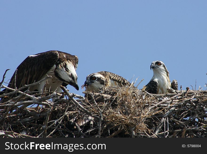 An osprey feeding its chicks