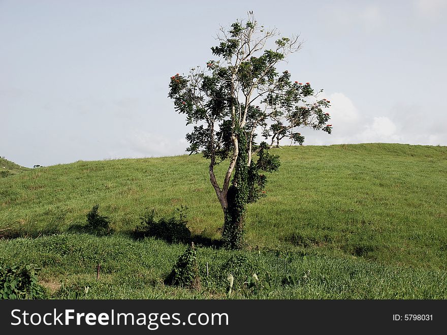 This beautiful tree rising up alone in the lucious and green country side fields in Puerto Rico.