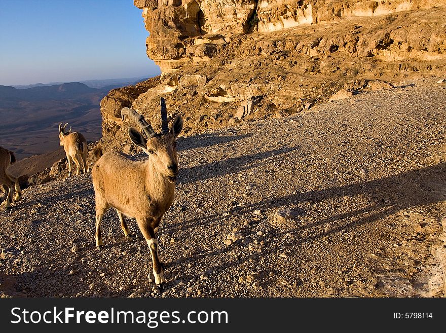 Goat on a desert cliff at sunrise. Goat on a desert cliff at sunrise