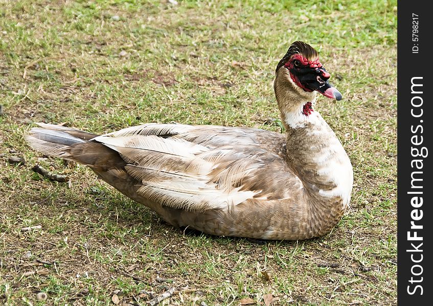 A large male muscovy duck.