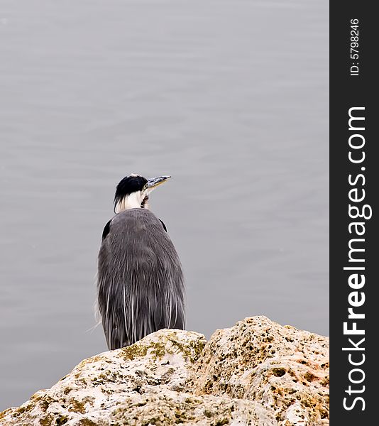 A Great Blue Heron fishing in Texas.