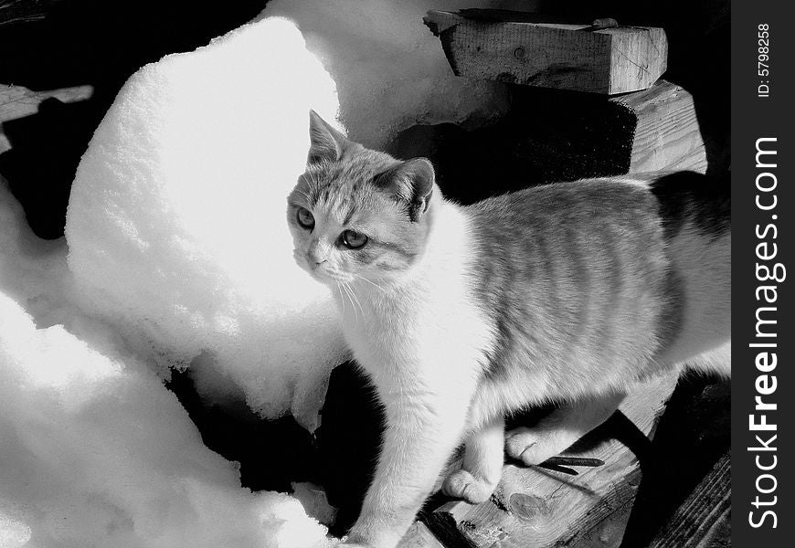 Beautiful cat on the snow