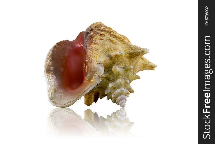 Sea shell with mirrored reflection against white background.