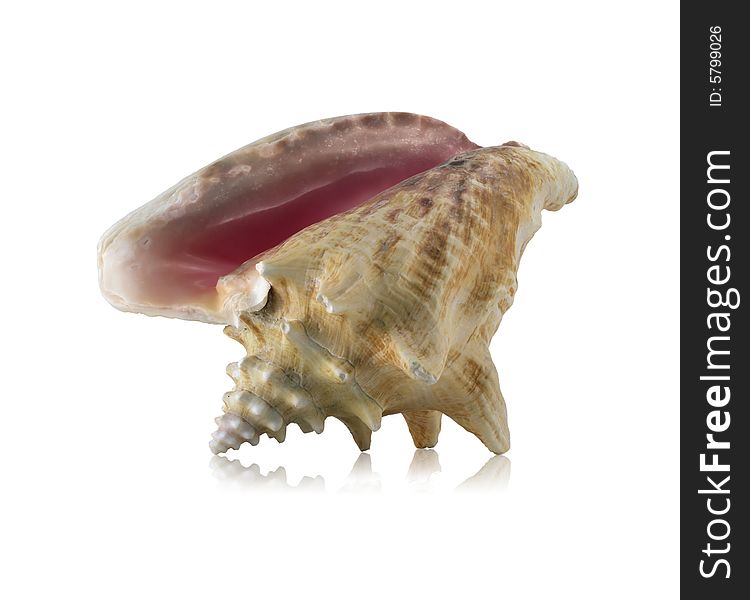 Sea shell with mirrored reflection against white background.