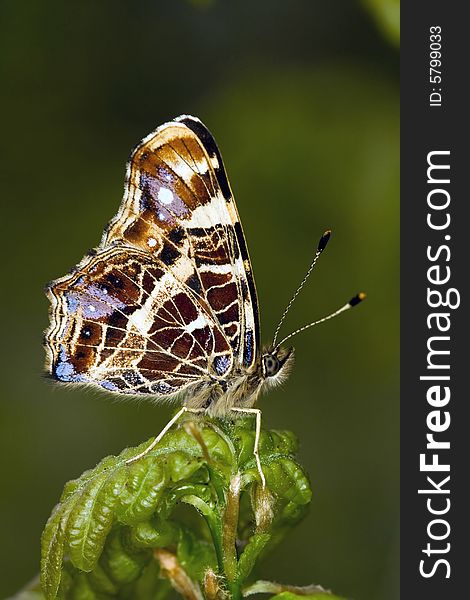 Araschnia levana (NYMPHALIDAE) butterfly on leaf