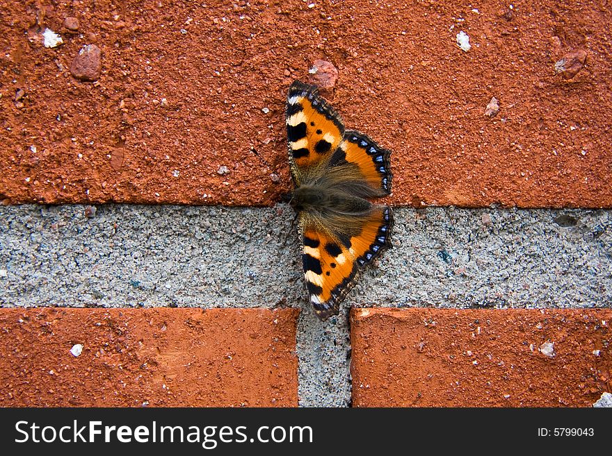 Wonderful butterfly sitting on brick wall. Wonderful butterfly sitting on brick wall