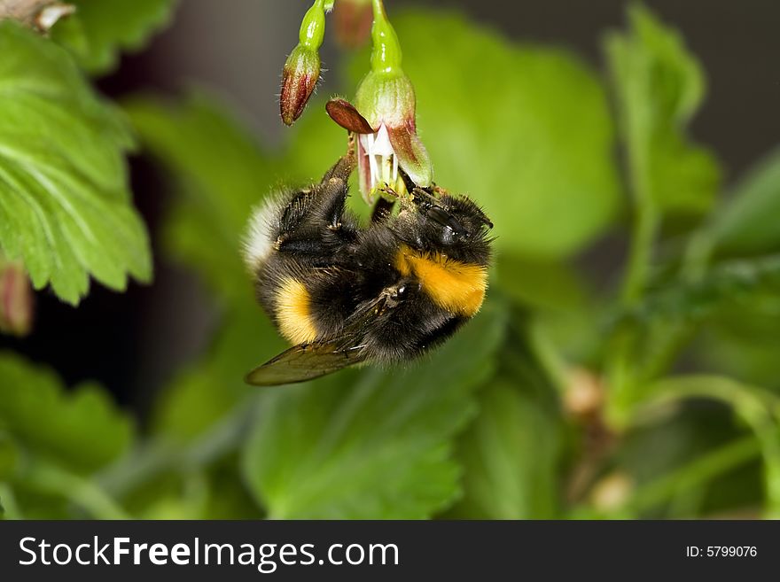 Hang bumble bee
