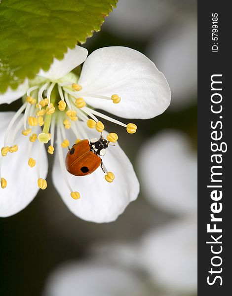 Ladybug on cherry flower (bug)