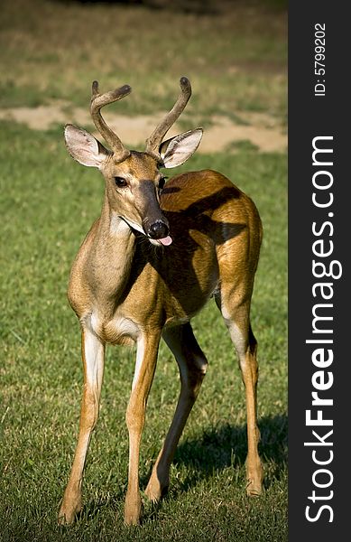 A white-tailed buck with his tongue sticking out, standing in a grassy field. A white-tailed buck with his tongue sticking out, standing in a grassy field.