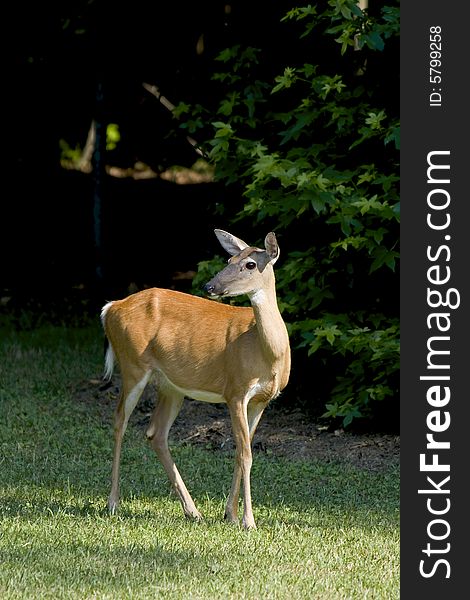 A white-tailed deer standing on the edge of a grassy field.