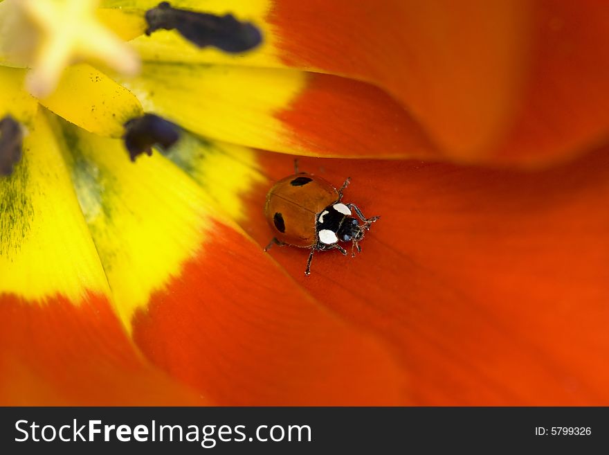Ladybug on tulip flower (bug)