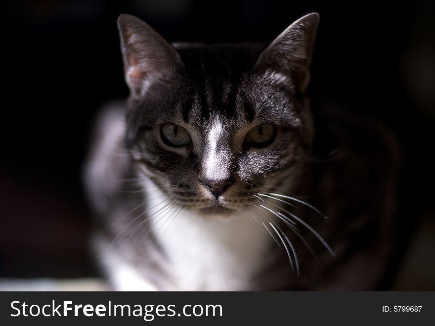 A tabby cat stalks prey in the shadows. A tabby cat stalks prey in the shadows