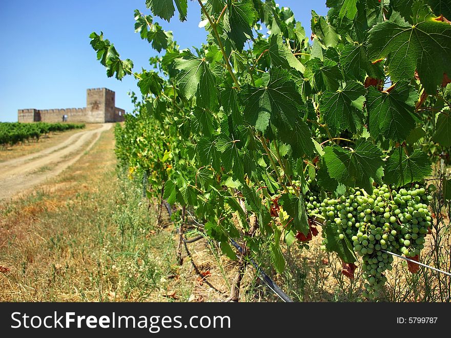 A landscape with grapevines and an old castle. A landscape with grapevines and an old castle.