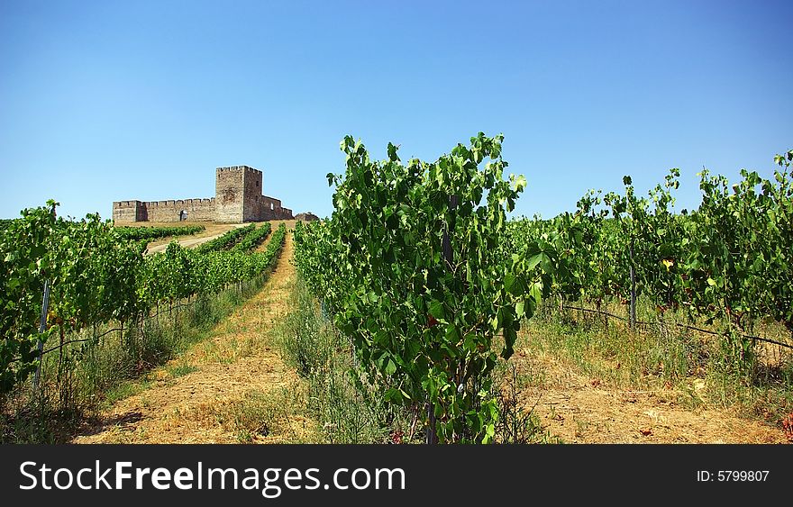 A landscape with grapevines and an old castle. A landscape with grapevines and an old castle.