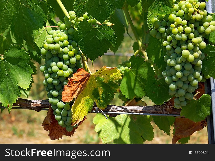 Green grapes grow in a grapevine. Green grapes grow in a grapevine.