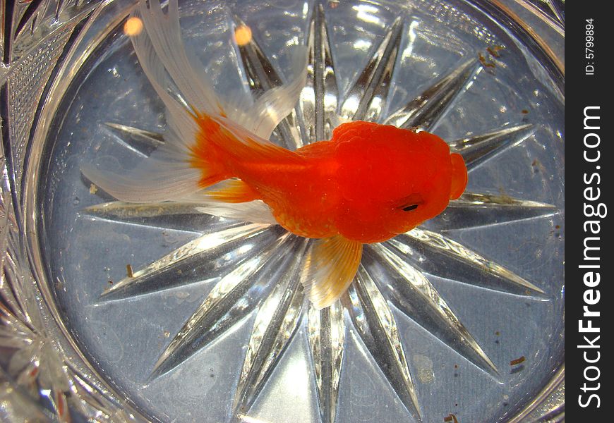 Gold Fish In A Crystal Vase