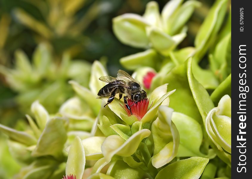 Bee collecting honey nectar from flower. Bee collecting honey nectar from flower