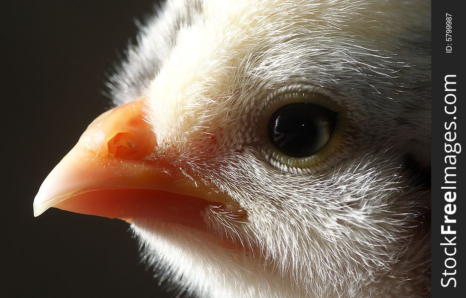 Close-up of baby chick with white face. Close-up of baby chick with white face