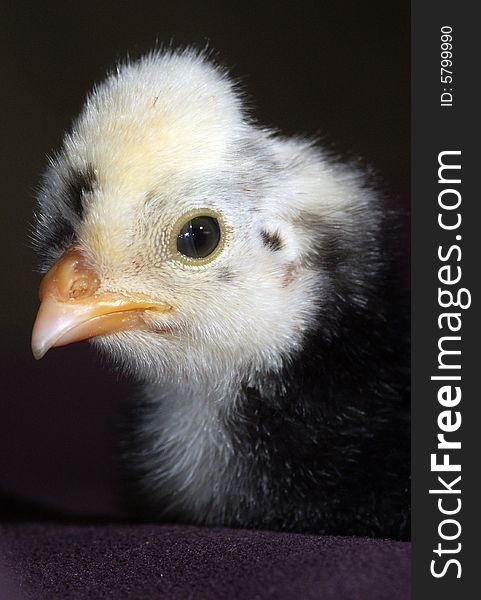 White Crested Black Polish Chick