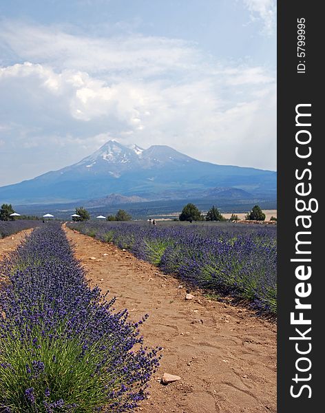 English lavender growing in rows in the desert with Mt. Shasta behind. English lavender growing in rows in the desert with Mt. Shasta behind