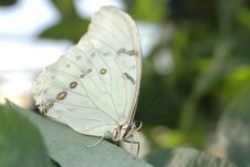 Morpho White (morpho Polyphemus) Stock Images Morpho White (morpho Polyphemus) Stock Images