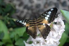 Clipper (parthenos Sylvia) On White Flower Royalty Free Stock Photos Clipper (parthenos Sylvia) On White Flower Royalty Free Stock Photos