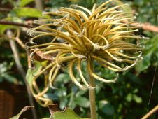 Clematis Seedhead Royalty Free Stock Photo Clematis Seedhead Royalty Free Stock Photo