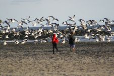 Boys And Seagulls Royalty Free Stock Images