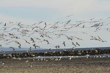 Flock Of Seagulls Royalty Free Stock Photo Flock Of Seagulls Royalty Free Stock Photo