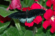 Mormon (papilio) On Red Flower Royalty Free Stock Photo Mormon (papilio) On Red Flower Royalty Free Stock Photo