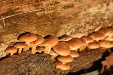 Mushrooms Stock Image Mushrooms Stock Image