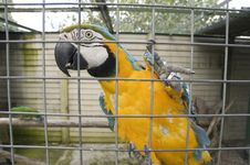 Bird In A Cage Stock Images Bird In A Cage Stock Images