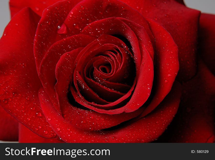 Macro red rose background. Macro red rose background