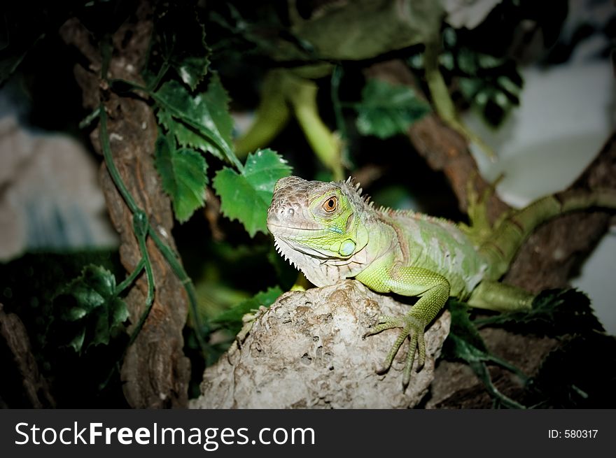 Young Green Iguana