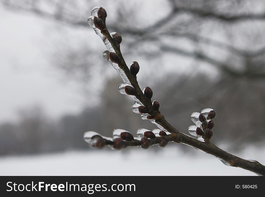 A tree branch coated in ice in dead of winter