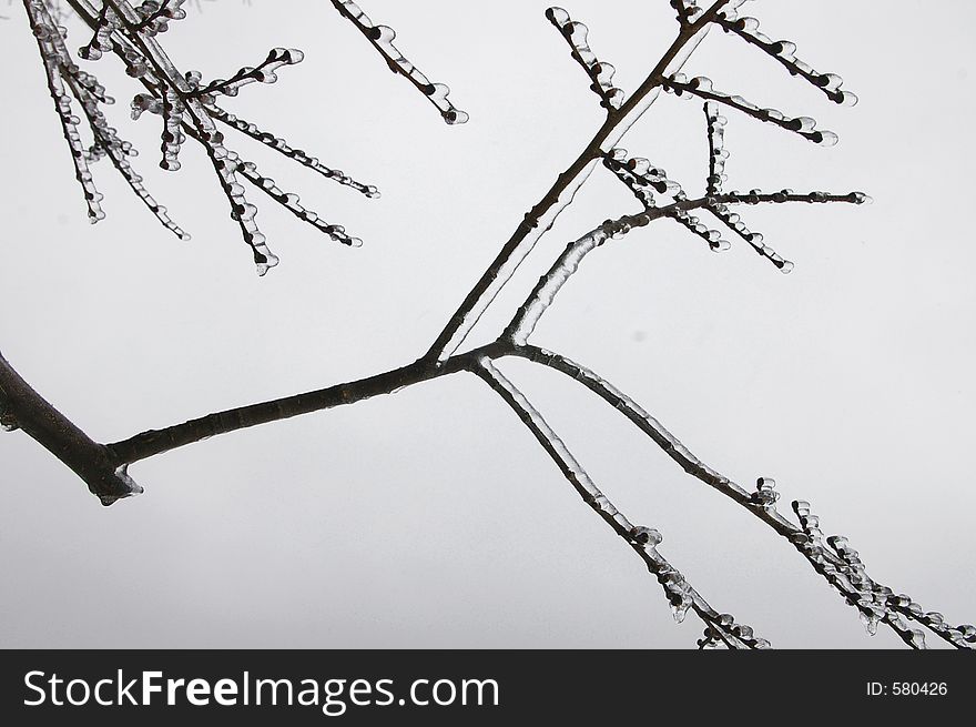 Tree branch coated in ice