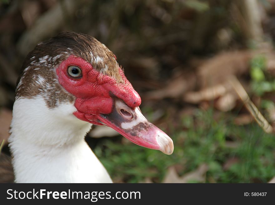 Close up of a young turkey's face