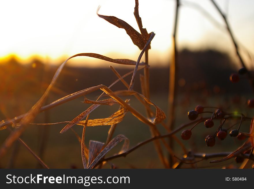 Berries and grass at sunset