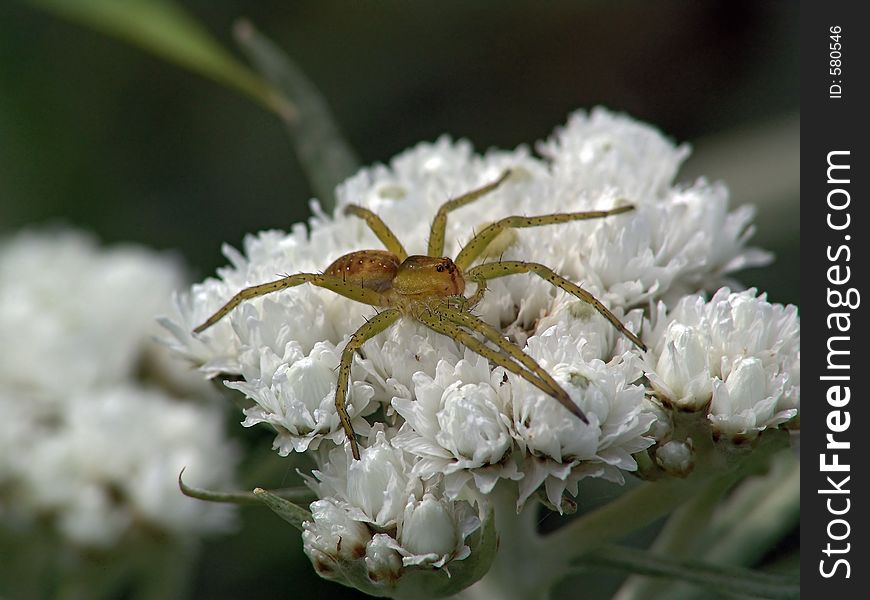 Spider-hunter on a flower.
