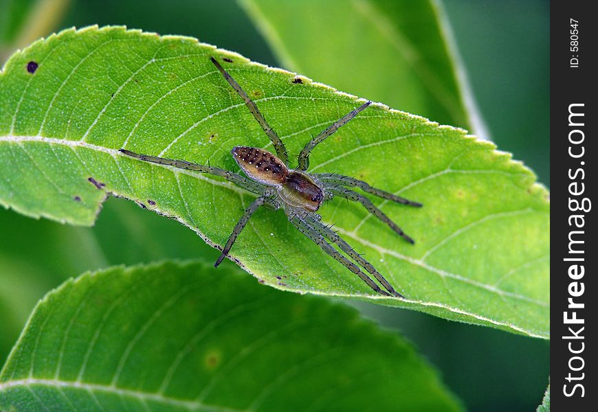 Spider-hunter On A Leaf.