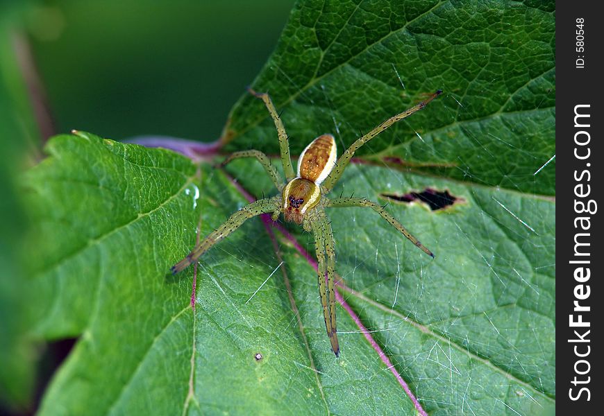Spider-hunter on a leaf.